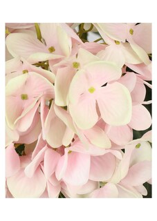 Hortensie thumbnail 2