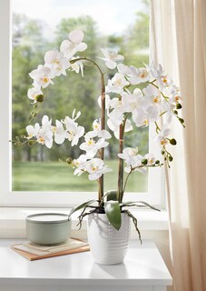 Phalaenopsis thumbnail 2