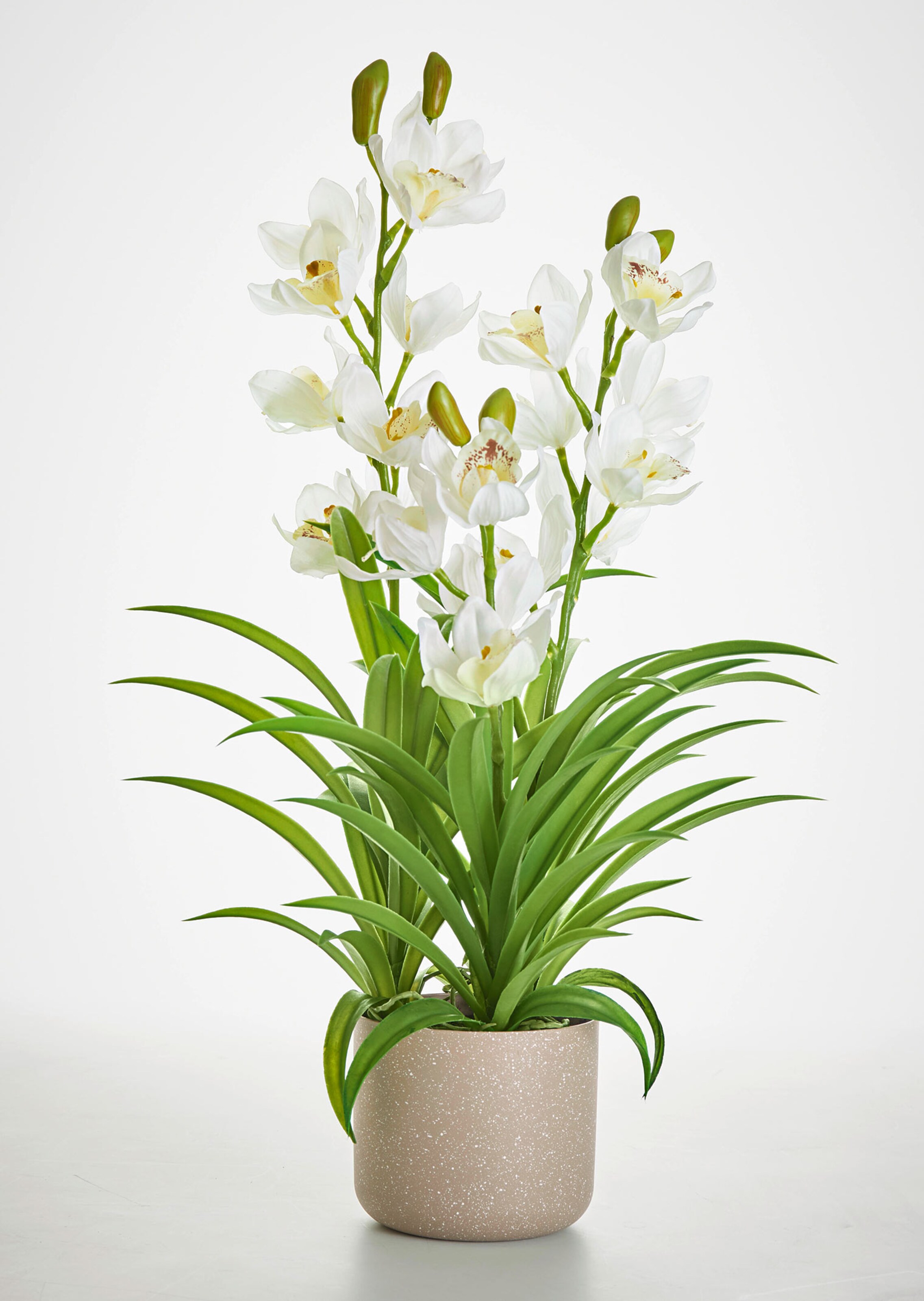 Cymbidium-Orchidee