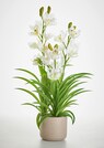 Cymbidium-Orchidee thumbnail 1