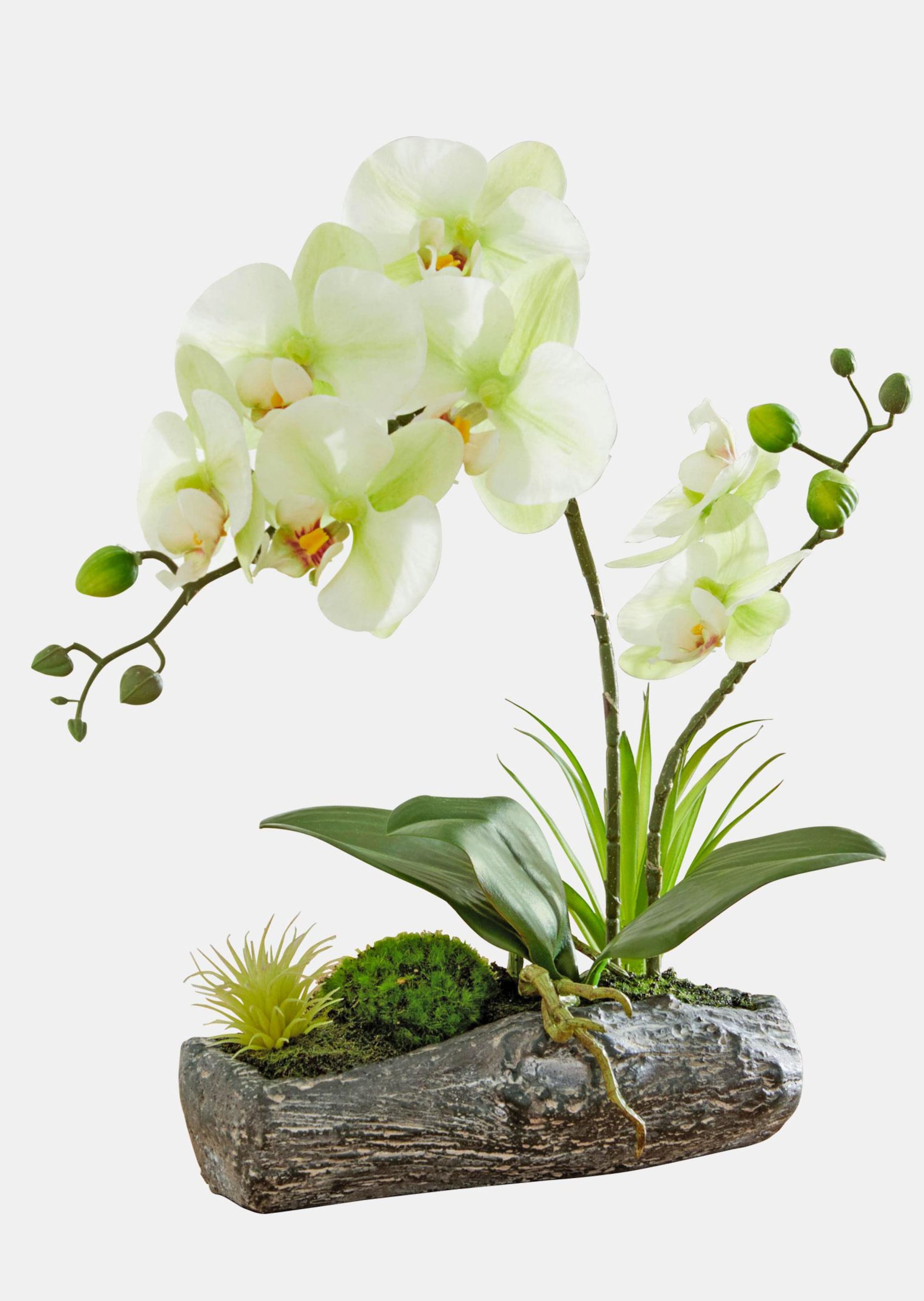 Composition d'orchidées
