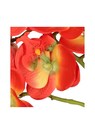 Phalaenopsis thumbnail 2
