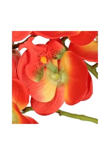 Phalaenopsis thumbnail 2