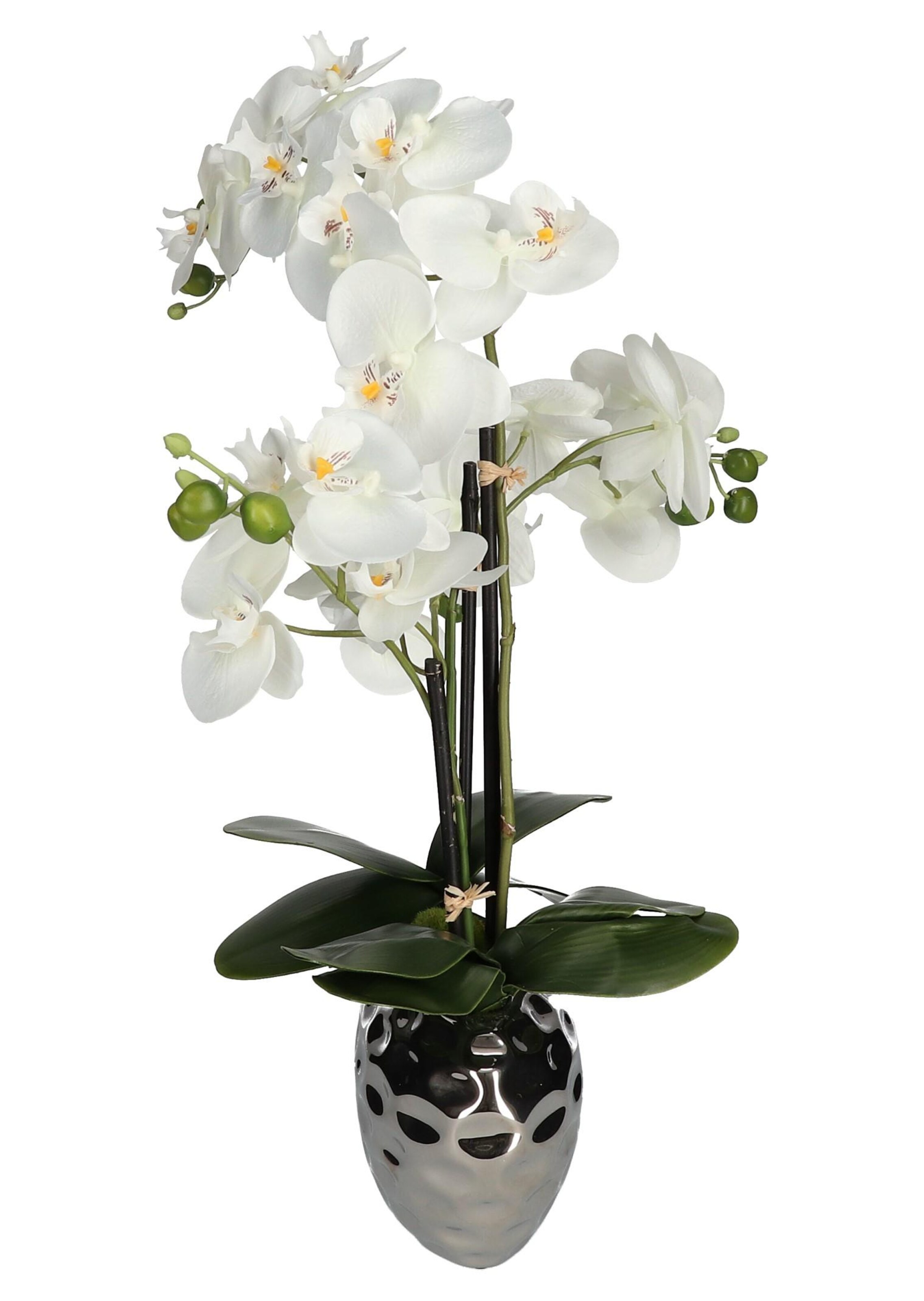 Orchidée - blanc - Gr. H: 55 cm de Goldner Fashion