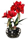 Amaryllis thumbnail 1