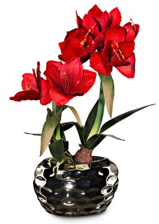 Amaryllis thumbnail 1