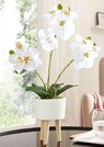 Phalaenopsis thumbnail 1