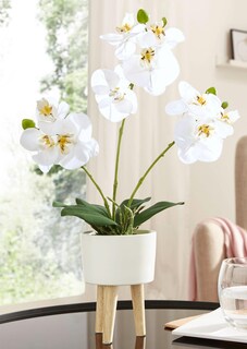 Phalaenopsis thumbnail 1