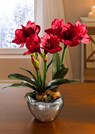 Amaryllis thumbnail 1