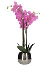 Phalaenopsis thumbnail 2
