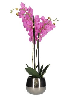Phalaenopsis thumbnail 2