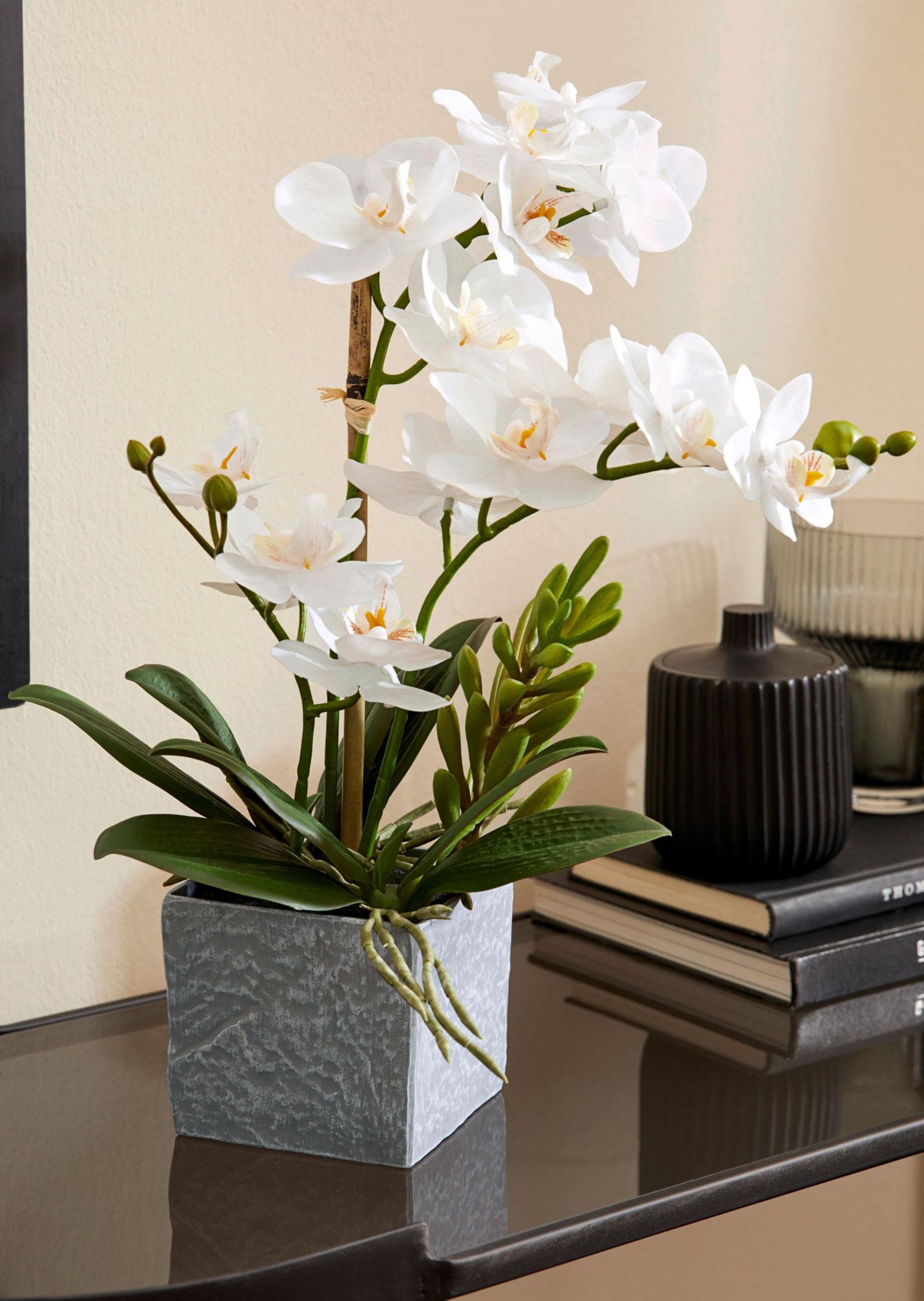 Phalaenopsis