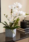 Phalaenopsis thumbnail 1