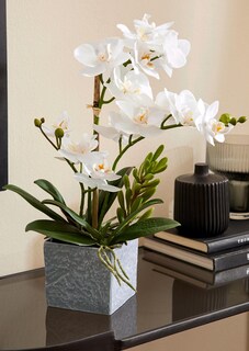 Phalaenopsis thumbnail 1