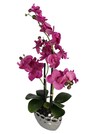 Orchidée thumbnail 3