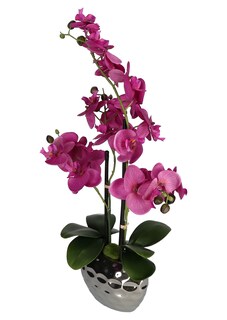Orchidée thumbnail 3