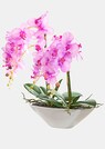 Phalaenopsis thumbnail 1