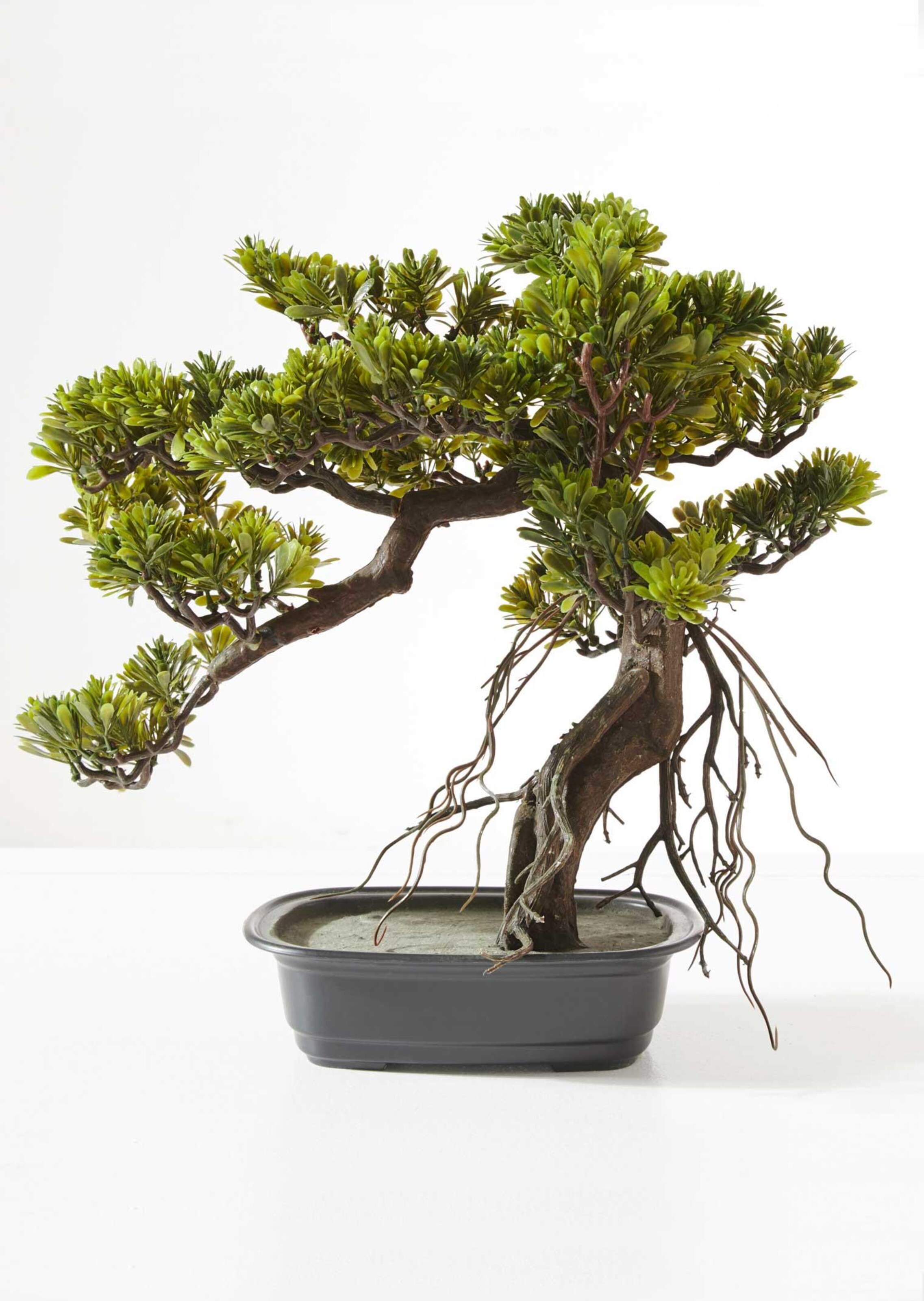 Bonsai Steineibe