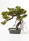 Bonsai Steineibe thumbnail 1