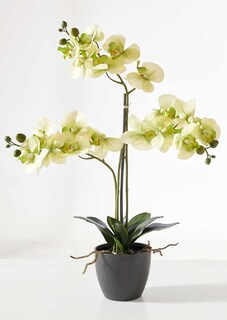 Vlinderorchidee thumbnail 1