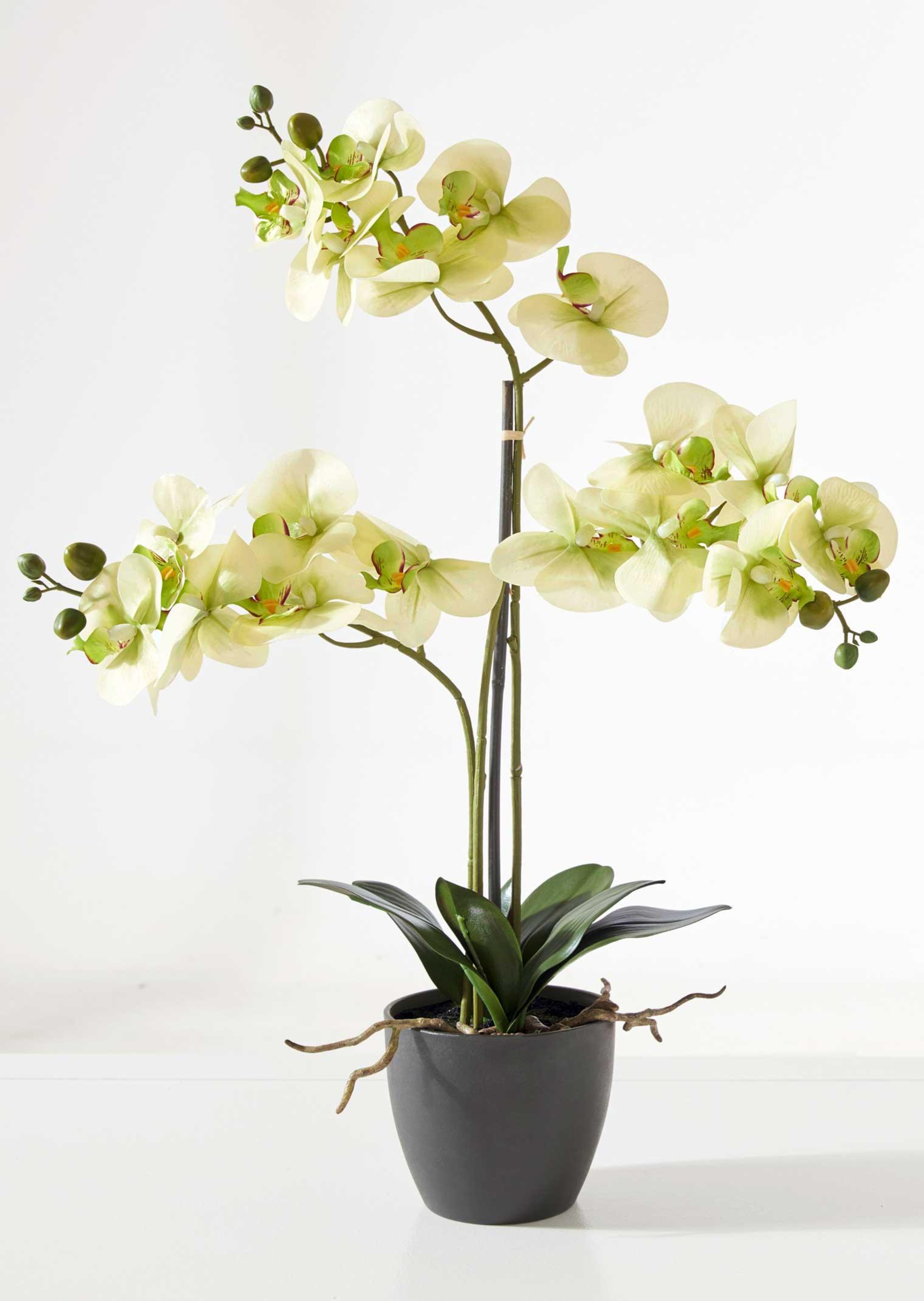 Vlinderorchidee