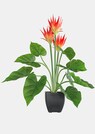 Guzmania thumbnail 1