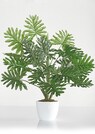 Monstera thumbnail 1