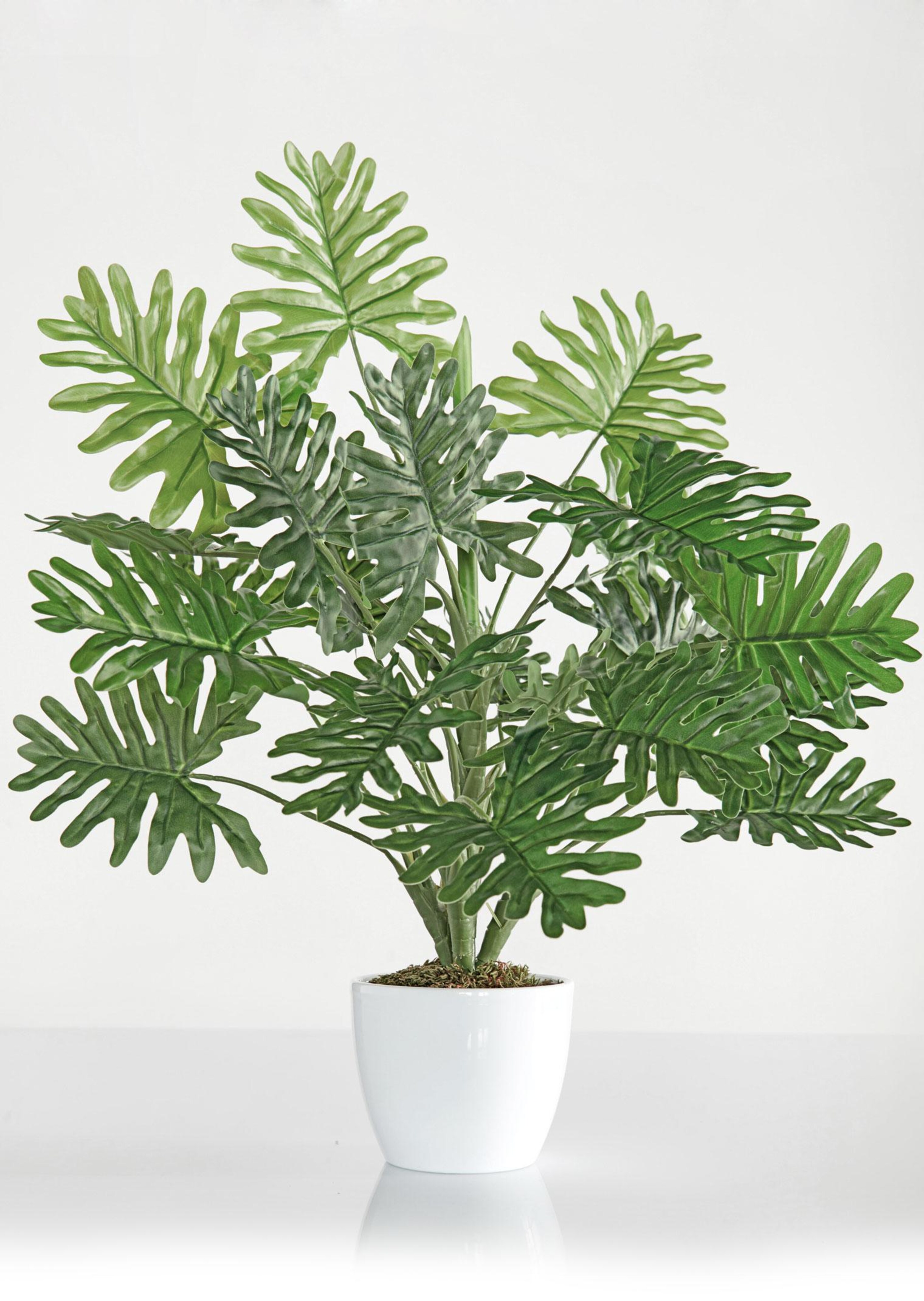 Monstera