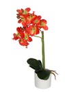 Phalaenopsis thumbnail 1