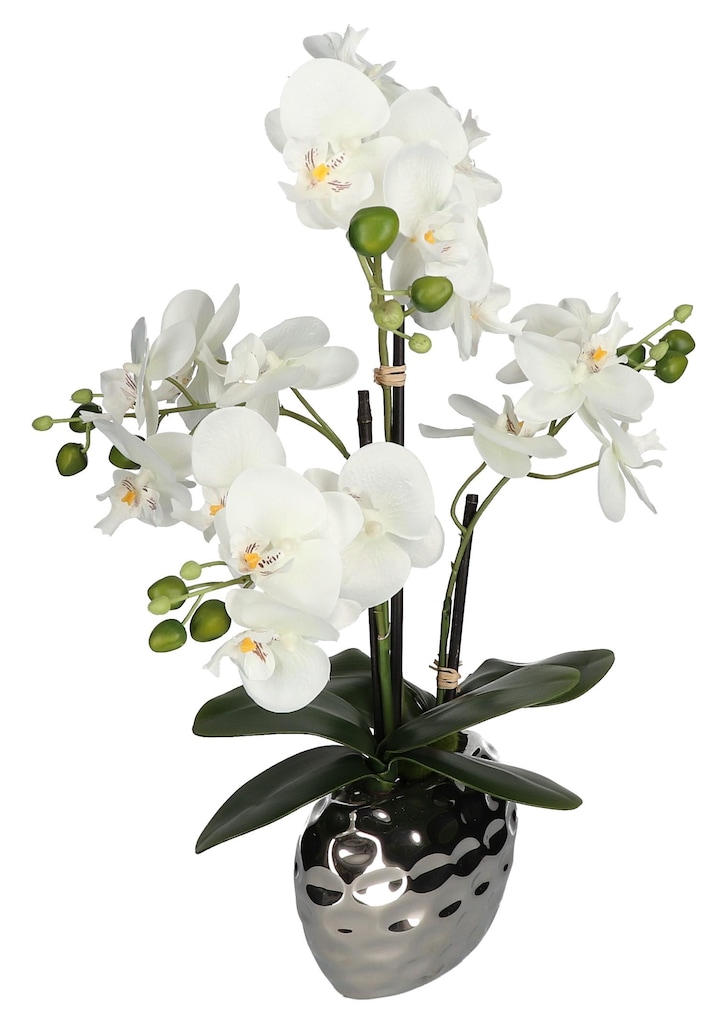 Orchidée 2