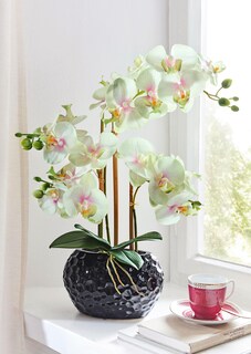 Orchidée thumbnail 1