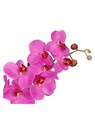 Phalaenopsis thumbnail 3