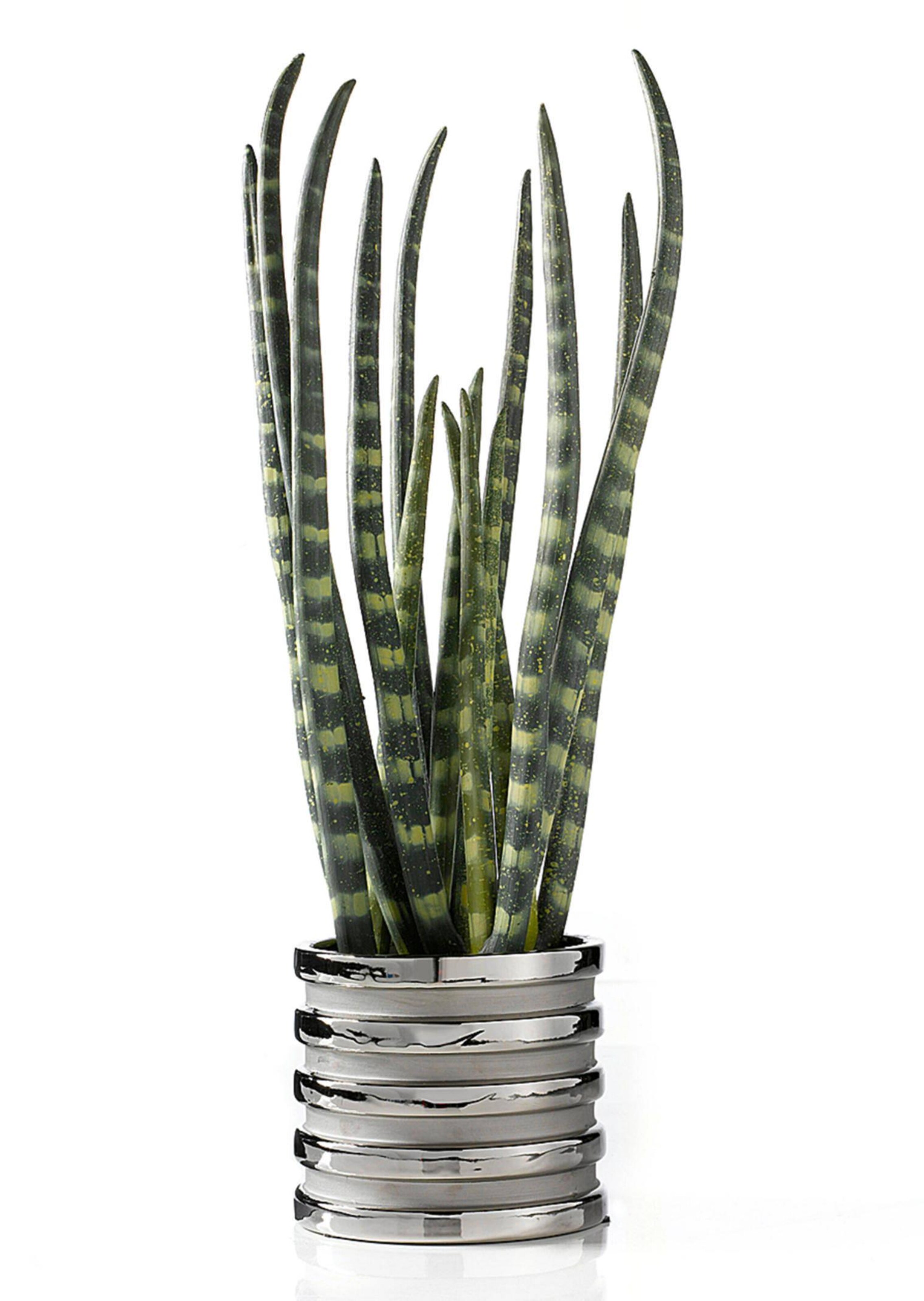 Sansevieria