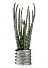 Sansevieria thumbnail 1
