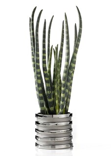 Sansevieria thumbnail 1