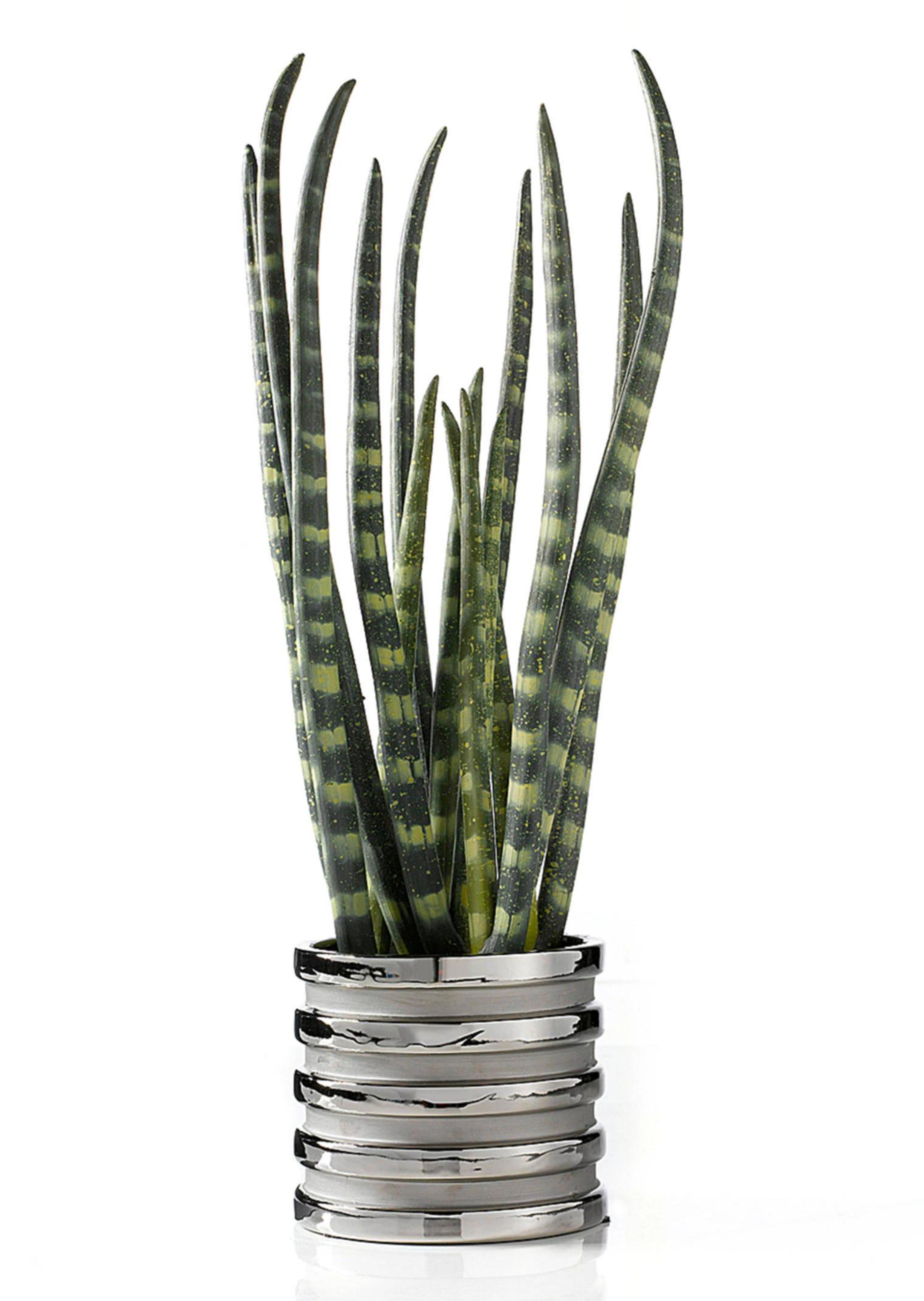 Sansevieria