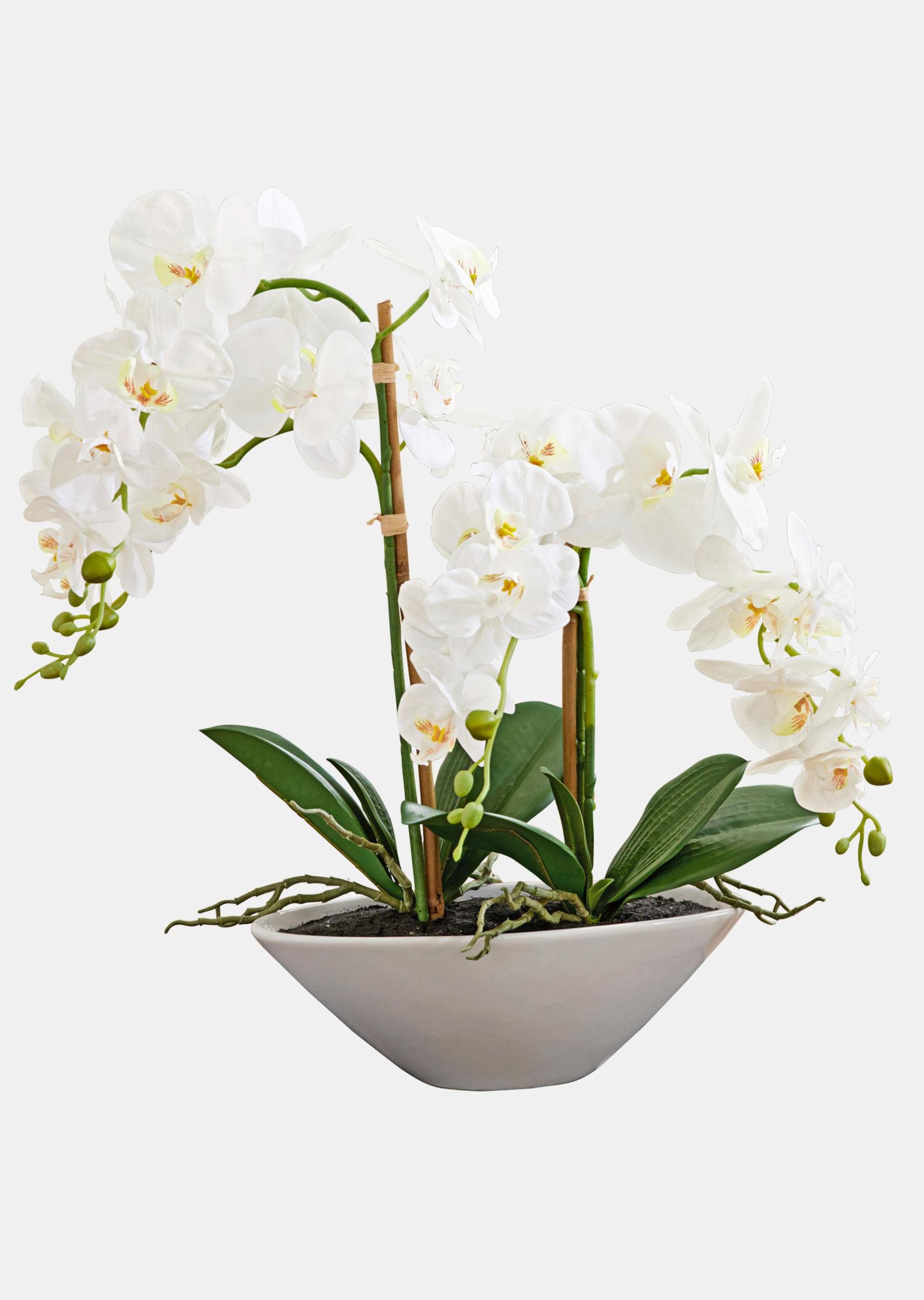 Phalaenopsis