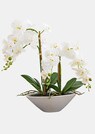 Phalaenopsis thumbnail 1