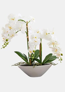 Phalaenopsis thumbnail 1