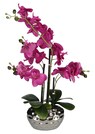 Orchidée thumbnail 2