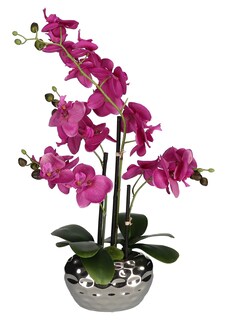 Orchidée thumbnail 2