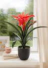 Bromelia thumbnail 2