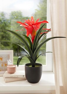 Bromelia thumbnail 2