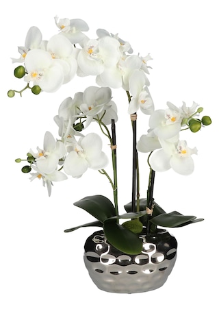 blanc Orchidée