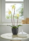 Orchidee Frauenschuh thumbnail 1