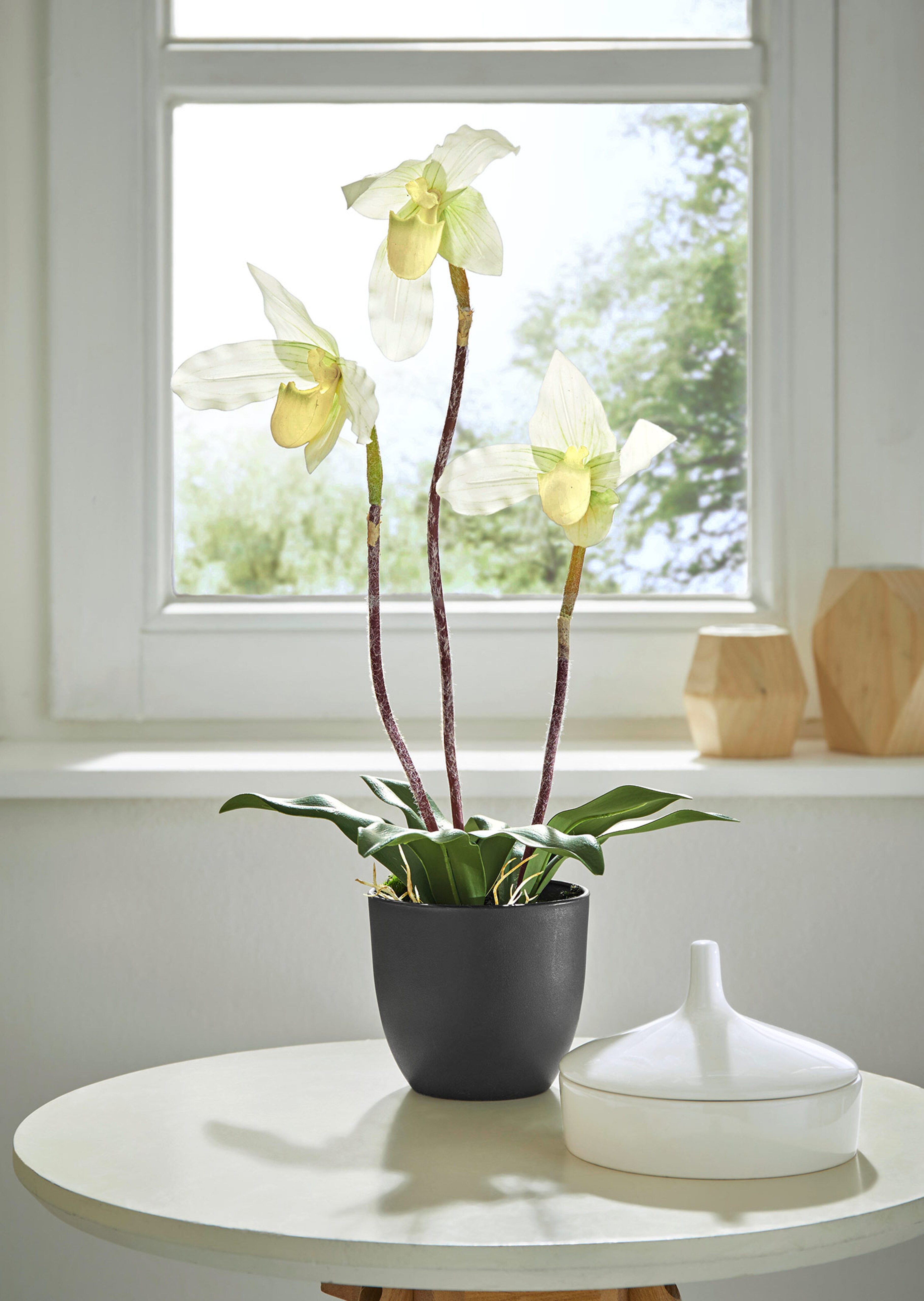 Orchidee Frauenschuh