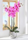 Phalaenopsis thumbnail 5