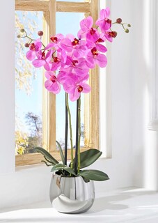 Phalaenopsis thumbnail 5