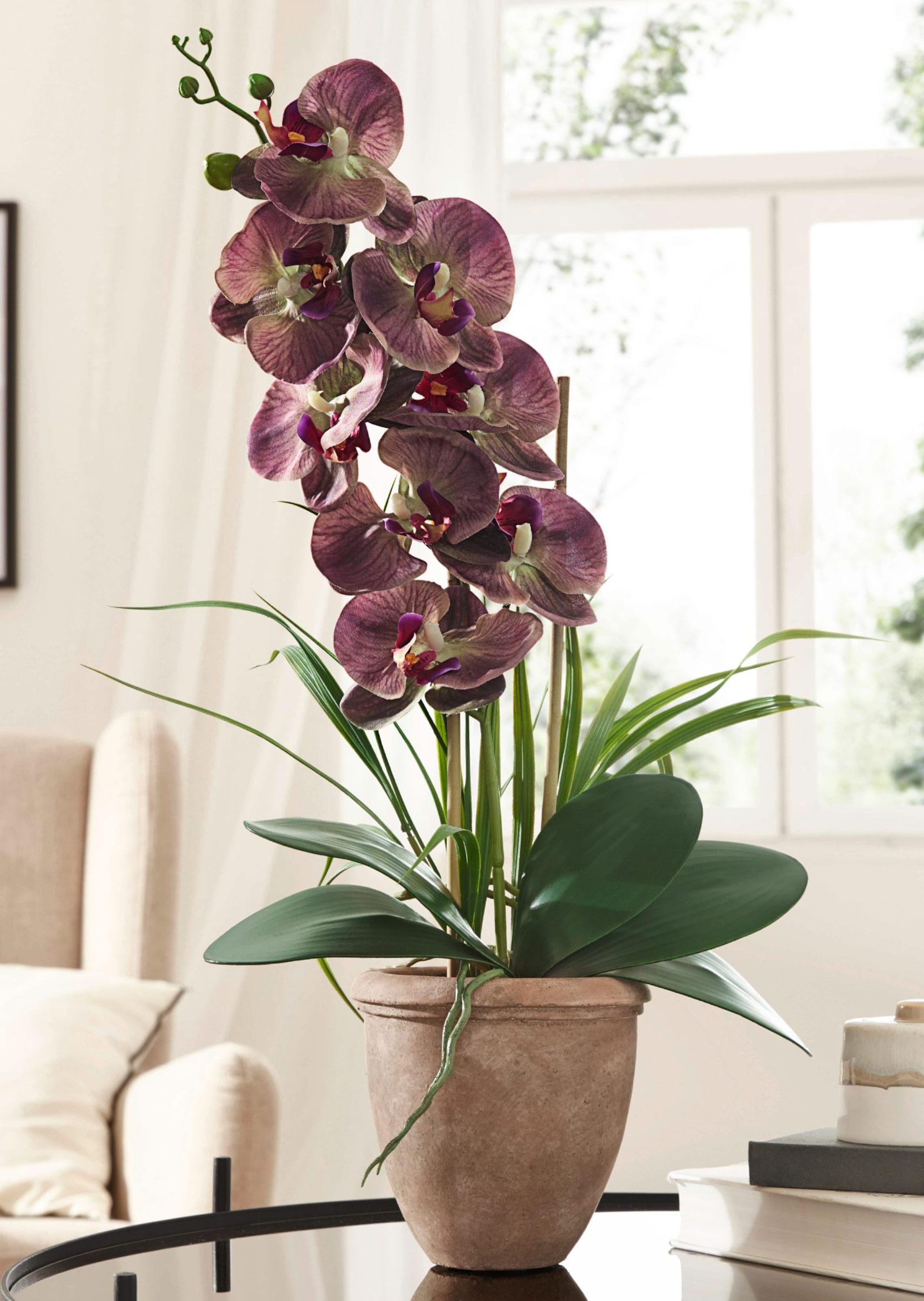 Orchidée