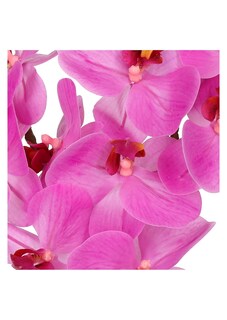 Phalaenopsis thumbnail 4